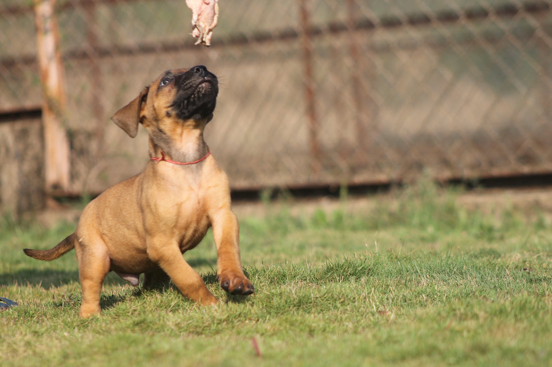 The Farm-to-Bowl Revolution: BARF INDIA's Commitment to Quality Pet Nutrition