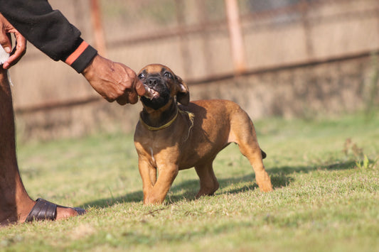 Feeding your Dogs during Summer.