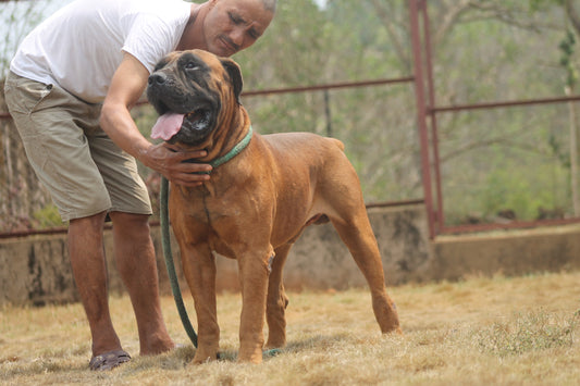 Dangers of Tick Fever