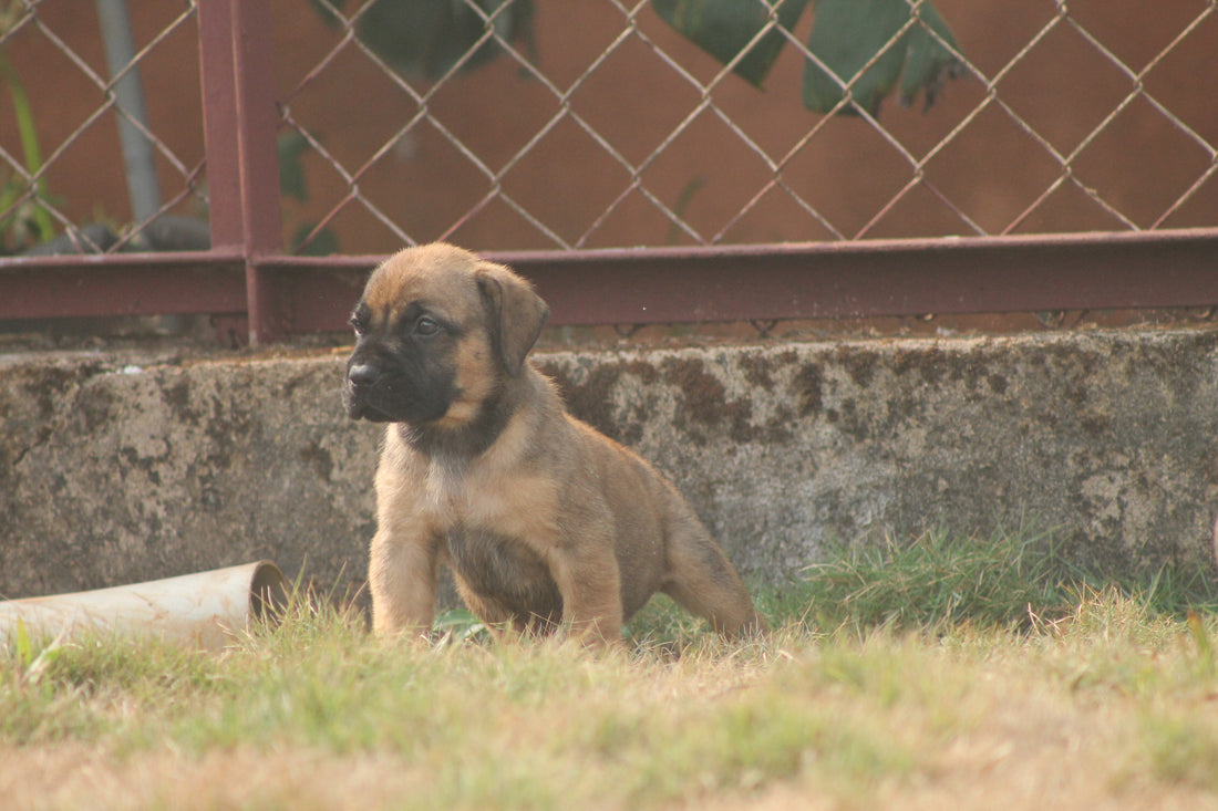 Beyond the Bowl: How Bones Can Transform Your Dog's Oral Hygiene Routine