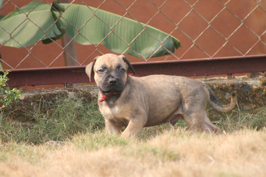 From Chew Toys to Nutritional Necessities: Unveiling the Benefits of Bones for Dogs