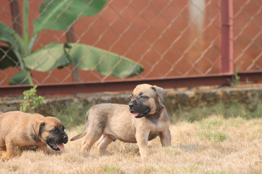 The Bite Behind the Bark: Exploring the Dental Benefits of Raw Bones in Your Dog's Diet