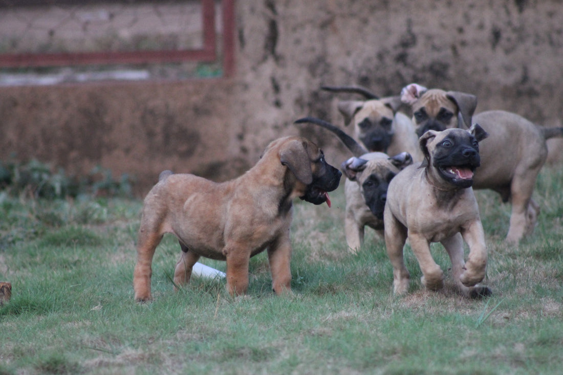 A Bone to Pick: Understanding the Link Between Dental Health and Overall Well-being in Dogs