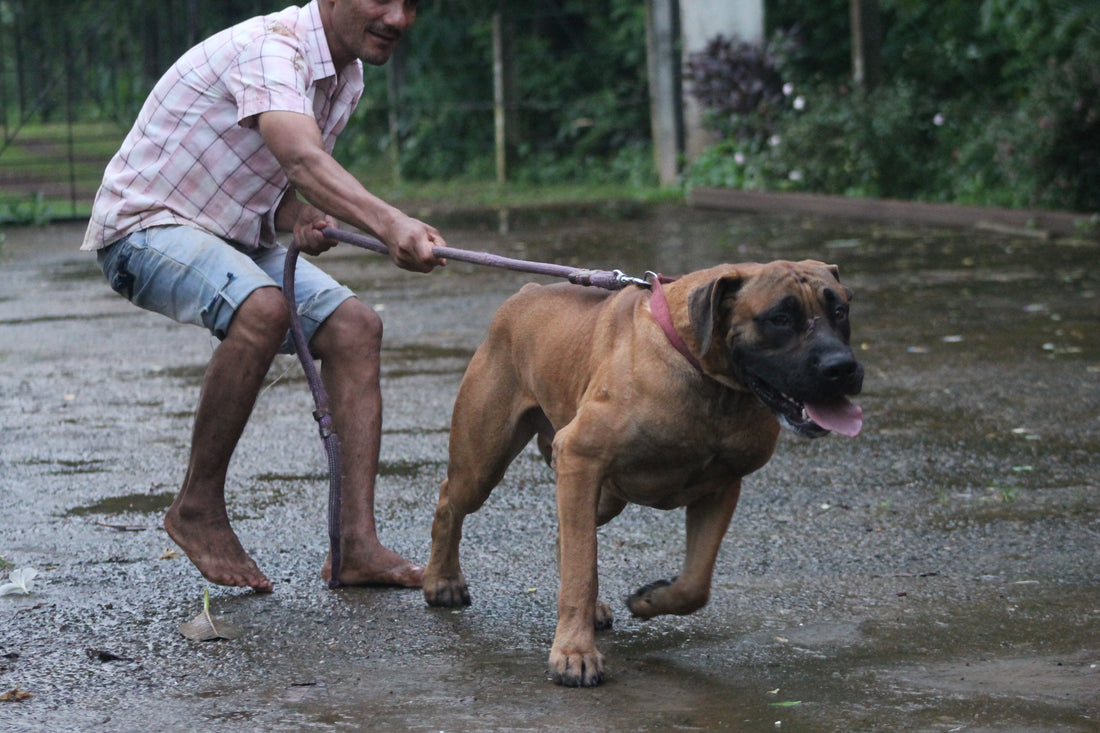 The Foundation of Health: Why Dehydrated Bones Are Essential for Your Dog's Diet