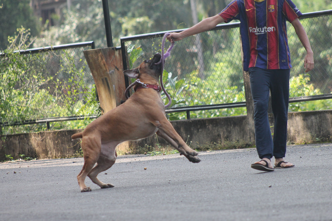 The Foundation of Health: Why Raw Bones Are Essential for Your Dog's Diet