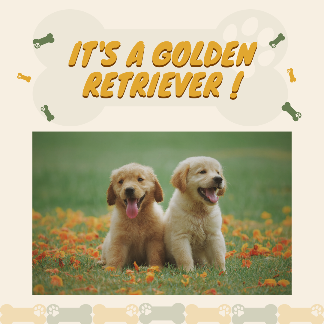 What to feed a Golden Retriever puppy www.barfindia.com