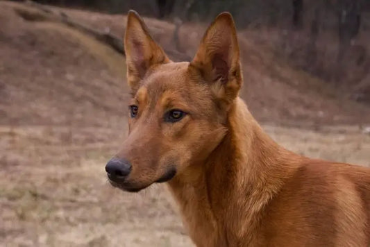 An Indian Pariah Dog breed giving a curious look