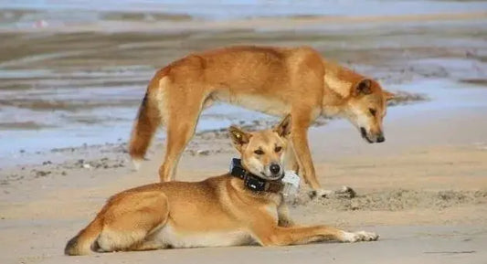 Elegant Indian Pariah Dog Breed rests in the sun