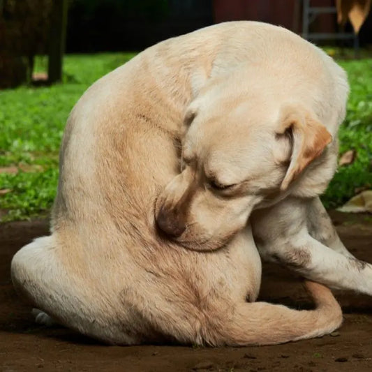 Tick Fever in Dogs