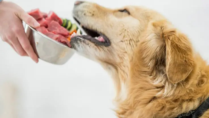 Kibble vs Raw Dog Food