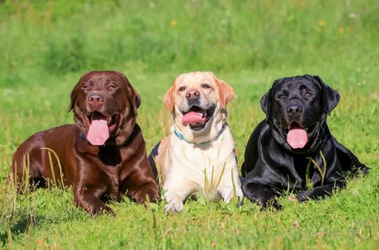 Labrador Price in India