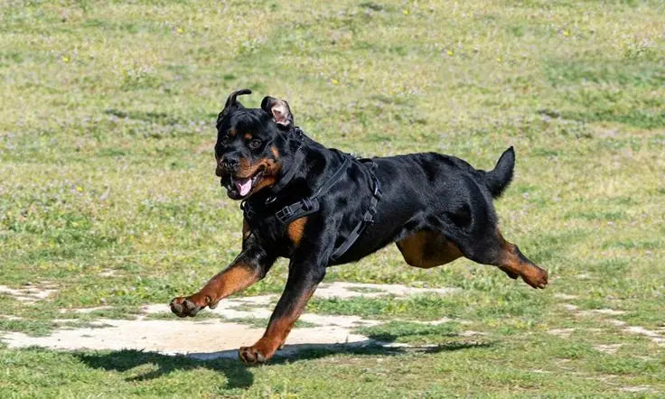 Large Dog Breed