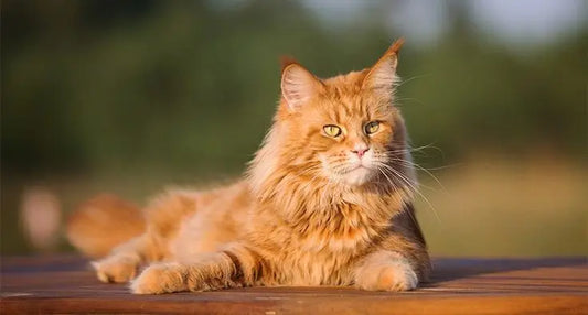 An angry Maine Coon Cat waiting for her BARF India Meal