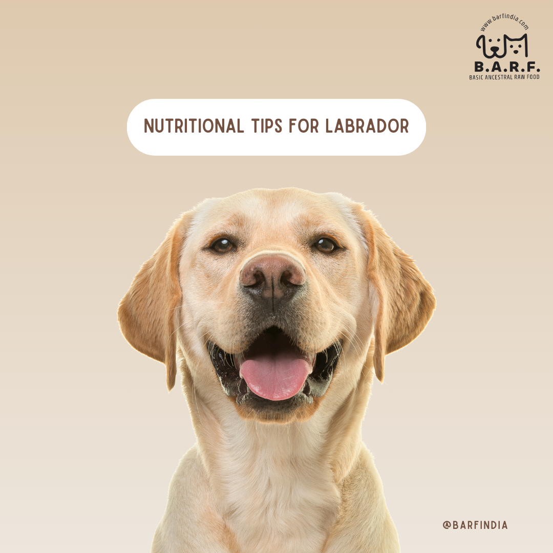 Dog Food for Labrador 