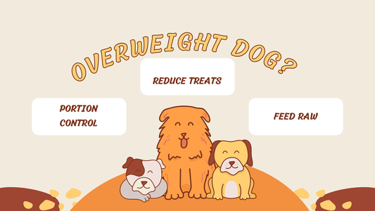 overweight dog