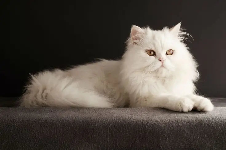 Persian Cat Posing after eating a Raw Cat Food Meal by BARF India.