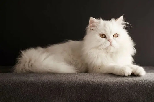 Persian Cat Posing after eating a Raw Cat Food Meal by BARF India.