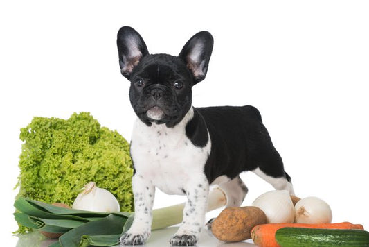 vegetarian food for dogs