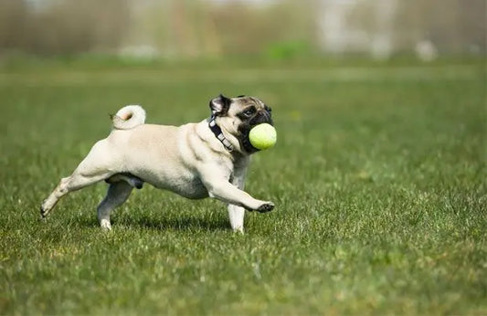 Pug Dog Breed