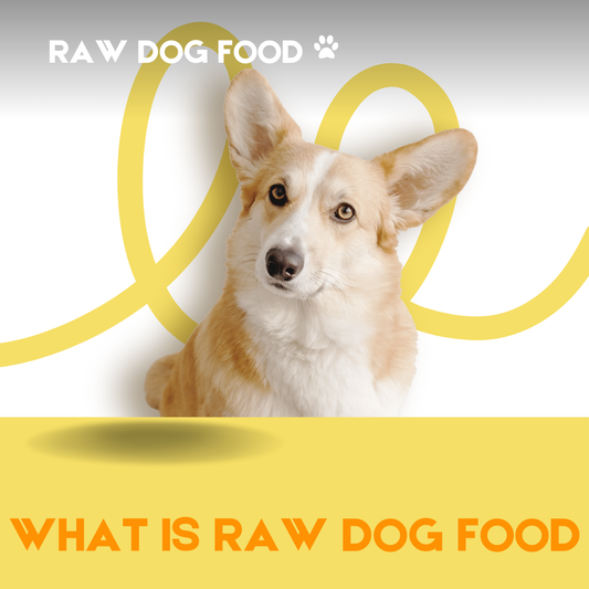 What is Raw Dog Food