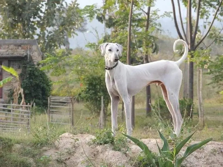 22-indian-dog-breeds-that-will-surprise-you