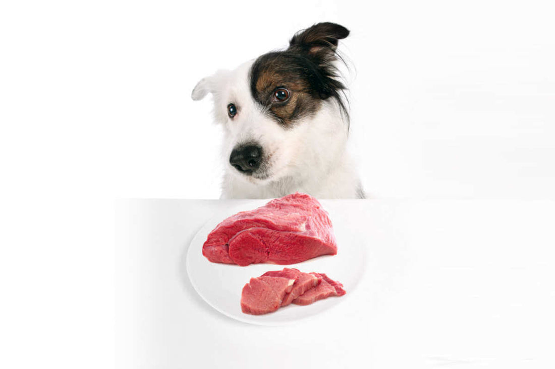 raw food better than kibble for dogs