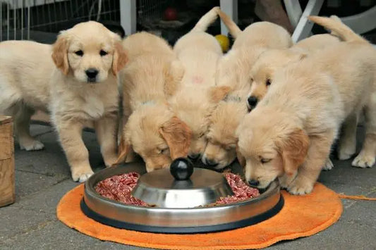 Raw Puppy food 