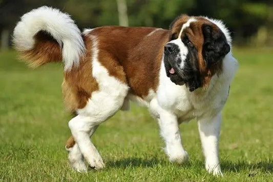 Gentle Dog Breeds for Indian Families