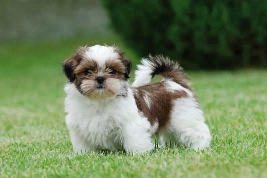 A strong healthy Shih Tzu posing for a photo