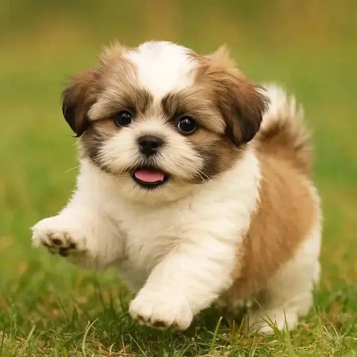 Shih Tzu Dog Breed