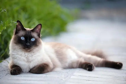 Feeding your Siamese Cat with fresh wholesome food by BARF India