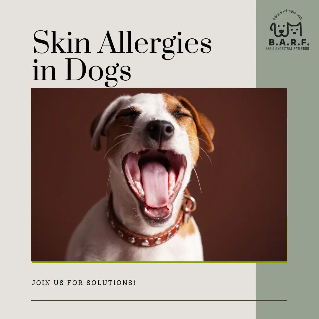 Skin allergies in Dogs www.barfindia.com