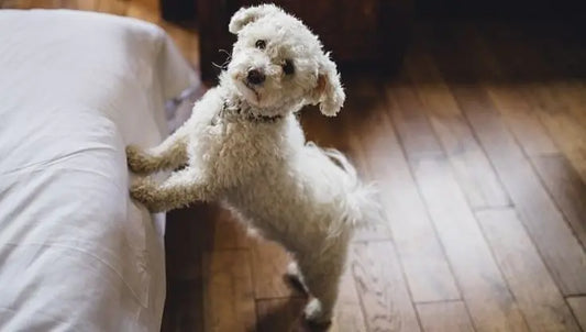 Small breed Dogs for apartments