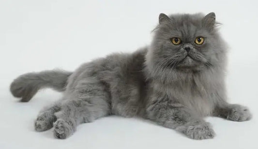 A raw fed Persian Cat posing for the camera
