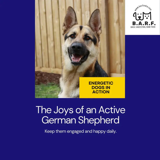 German Shepherds