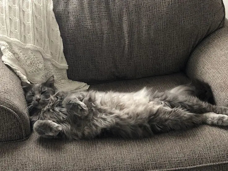 Maine Coon Cat Breed