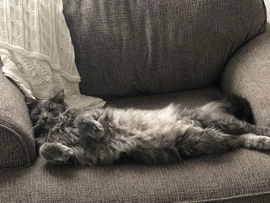 Maine Coon Cat Breed