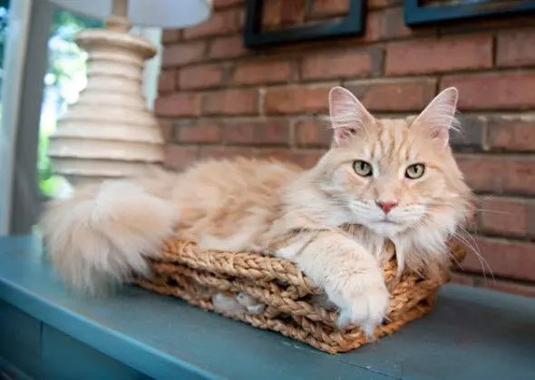 Maine Coon Cat Breed posing for a photograph while sitting in her basket