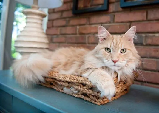 Maine Coon Cat Breed posing for a photograph while sitting in her basket