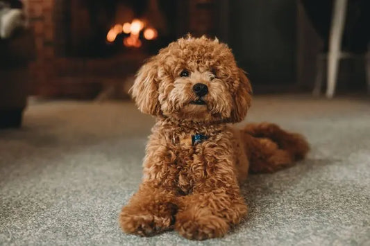 A Toy Poodle stretching himself on a fine carpet at home