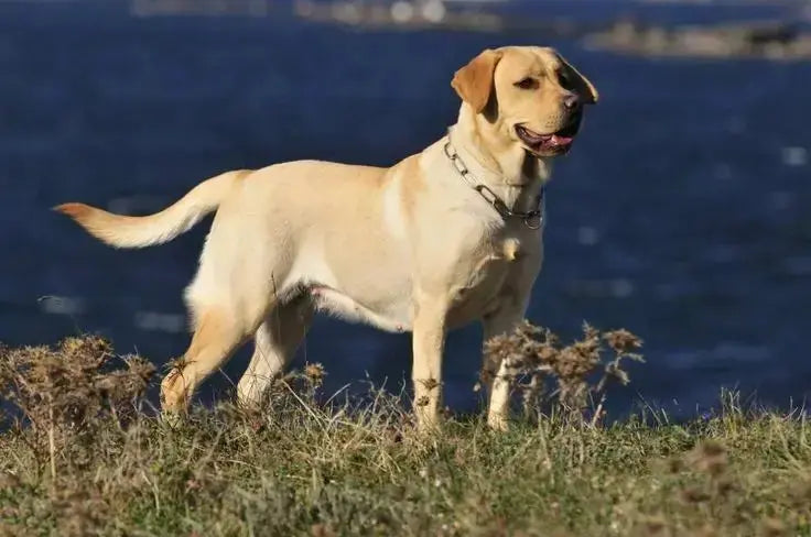 Labrador Dog Breed