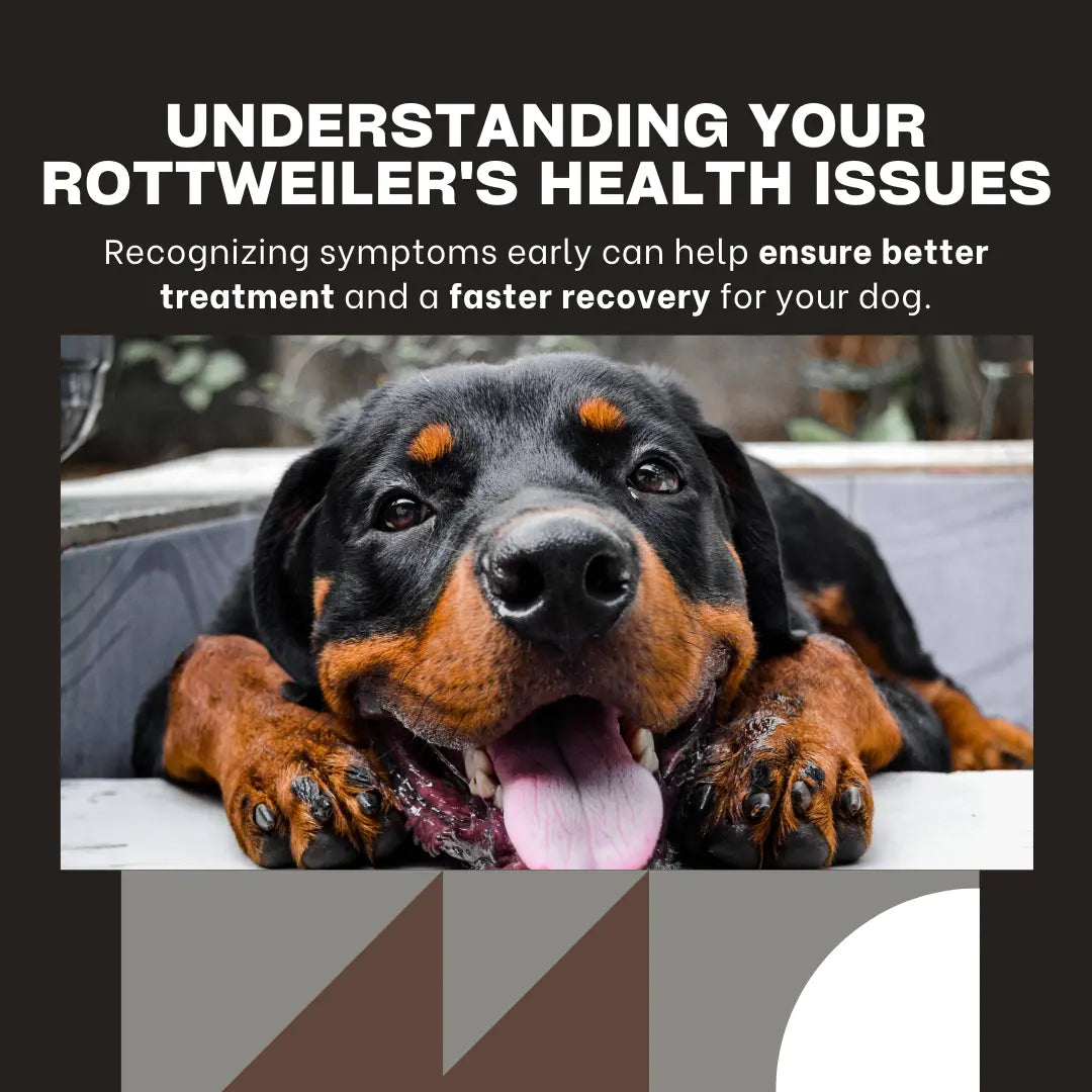 What Are Common Health Problems in Rottweilers? – www.barfindia.com