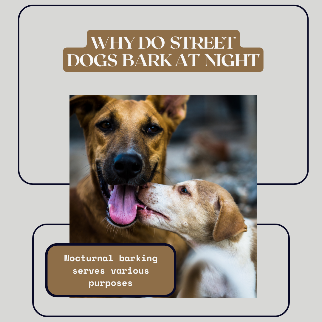 Why do street dogs bark at night www.barfindia.com