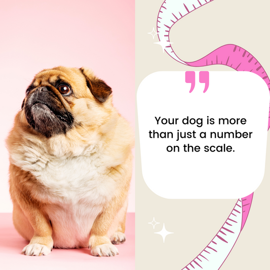 Weight Management in Dogs