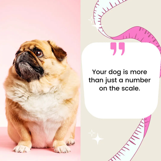 Weight Management in Dogs