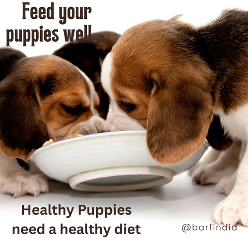 Guide on feeding your puppy