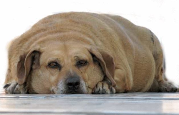 Overweight issues in dogs