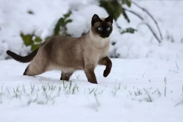 Siamese Cat Breed