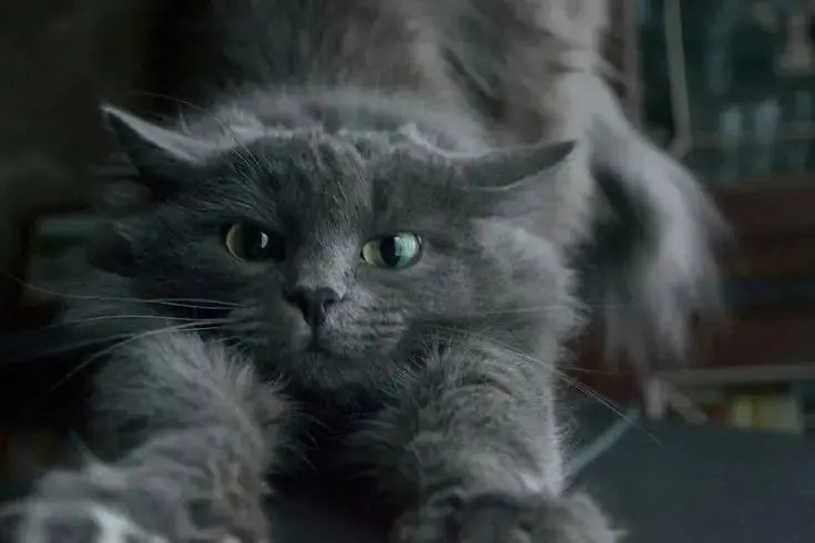 Persian Cat Breed