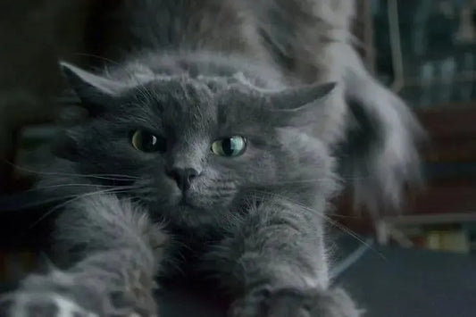 Persian Cat Breed